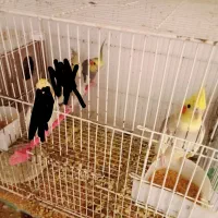 عروس هلندی پرنده معاوضه با کبوتر