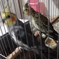 2جفت عروس هلندی نروماده سالم و سرحال