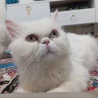 گربه|گربه|مشهد, هفت تیر (آب و برق)|دیوار