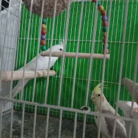 عروس هلندی کار