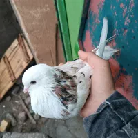 گبوتر سرور و گوی