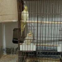 عروس هلندی باتخم ومرغ عشق|پرنده|اسلام‌‌آباد غرب, |دیوار