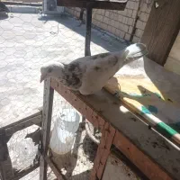۱جفت کفتر خوب|پرنده|کرج, گلدشت|دیوار