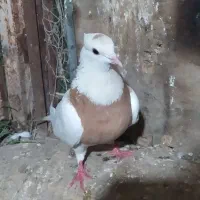 طوقی
