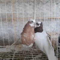 جوجه طوقی ی پری دو پری