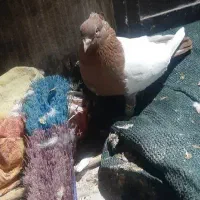 کبوتر|پرنده|شوش, |دیوار