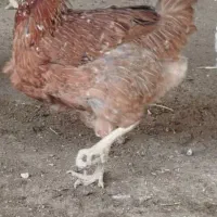 مرغ گلین بومی خروس گلین|حیوانات مزرعه|خمینی‌شهر, |دیوار