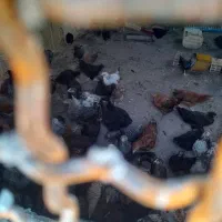 جوجه گلپایگانی