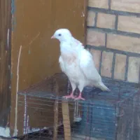 کبوتر فروشی