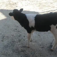 گوساله ماده