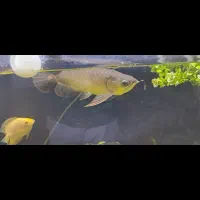 آروانا هایبک گرین با شناسنامه و چیپست