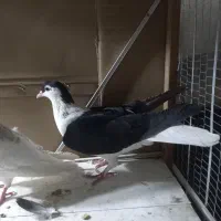 کفتر صید|پرنده|مشهد, چهنو|دیوار