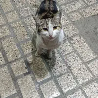 گربه پیدا شده|حیوانات|مشهد, ایثار|دیوار