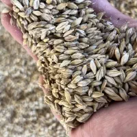 خوراک دام، جو، یونجه، کاه گندم|لوازم جانبی حیوانات|اشکذر, |دیوار