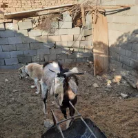 یک راس کره نر یک ساله از نژاد الپاین اصلی|حیوانات مزرعه|دهج, |دیوار