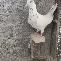 کبوتر