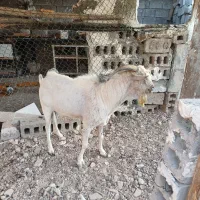 سلام فروش نر|حیوانات مزرعه|بندرعباس, |دیوار