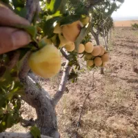 الو زرد
