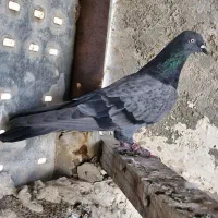 شیخ|پرنده|چمران, |دیوار