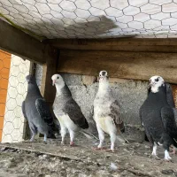 کبوتر جوجه پرشی|پرنده|قائمشهر, |دیوار