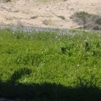 علف رایگان برای دام