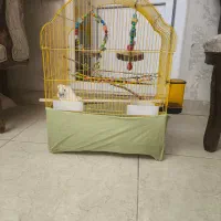 قفس پرنده