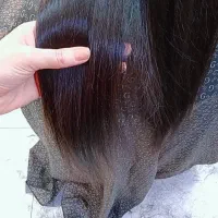 شرایط ویژه موخوره گیری شروع شد