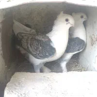 کبوتر ساتن بلژیکی