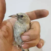 ۸تاسره کرمونی نر ۲تاجوجه دورگ کال