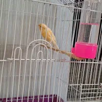 جوجه قناری|پرنده|تهران, شکوفه|دیوار
