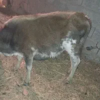 گاو فروشی با گوساله  یا معاوضه فقط فوری فوری|حیوانات مزرعه|سراوان, |دیوار