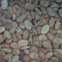 باقاله متوسط