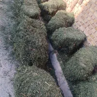 فروش۲۷عددیونجهعلفدار|حیوانات مزرعه|دشتابی, |دیوار