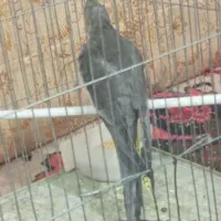 جوجه عروس هلندی سینامون ماده