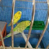 مرغ عشق|پرنده|گرمسار, |دیوار