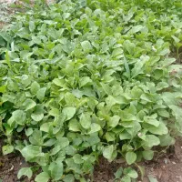 نهال گوجه و بادمجان و فلفل مرغوب
