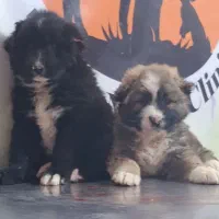 واگذاری توله درجه ۱ قدرجونی