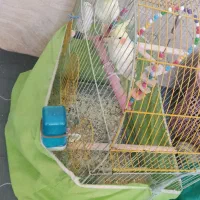 عروس هلندی|پرنده|نسیمشهر, |دیوار