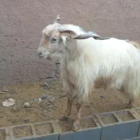 نری|حیوانات مزرعه|رفسنجان, |دیوار