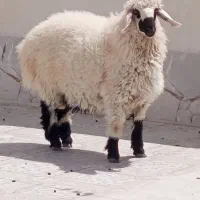 بره‌نر