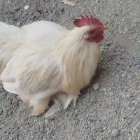 خروس