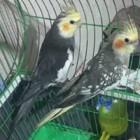 عروس هلندی