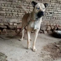 سگ سرآبی|سگ|تبریز, |دیوار