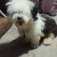 سگ پشمالو نژاد شیتزو نر یک ساله