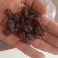 کشمش و شیره مزرعه چی|خوردنی و آشامیدنی|تاکستان, |دیوار