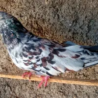 کفتر سرور نر درشت مست آماده جفتکردن|پرنده|تهران, یافت آباد شمالی|دیوار