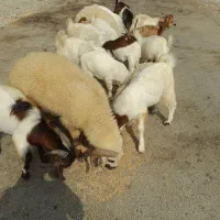 ۱۵راس کره و دو راس بره فروشی