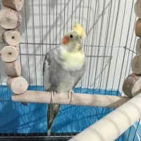 عروس هلندی|پرنده|الوند, |دیوار