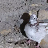 کفتر پلاکی سالم