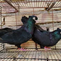 کبوتر زاغ و سیاه آبادانی و صرب و طوق|پرنده|شهرضا, |دیوار
